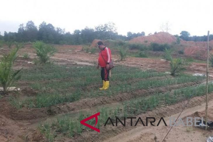 Pemprov Bangka Belitung kembangkan bawang merah guna menekan angka inflasi