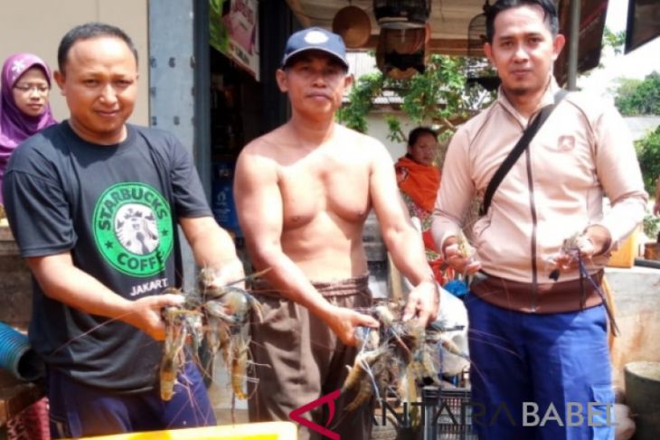K-Getra Bangka Barat kembangkan budi daya udang