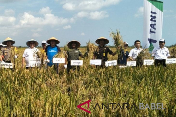 Gubernur-Bupati panen perdana padi Demplot M400