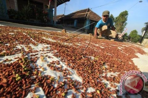Perkebunan cengkih serap banyak tenaga kerja