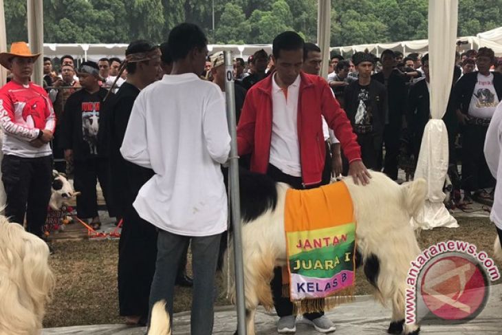 Presiden Jokowi Pamerkan Hasil Ternak