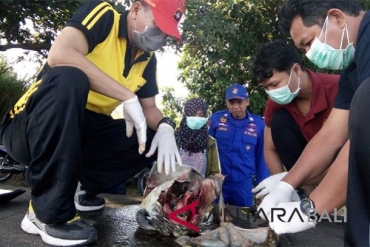 Tim Undiksha temukan plastik dalam penyu mati