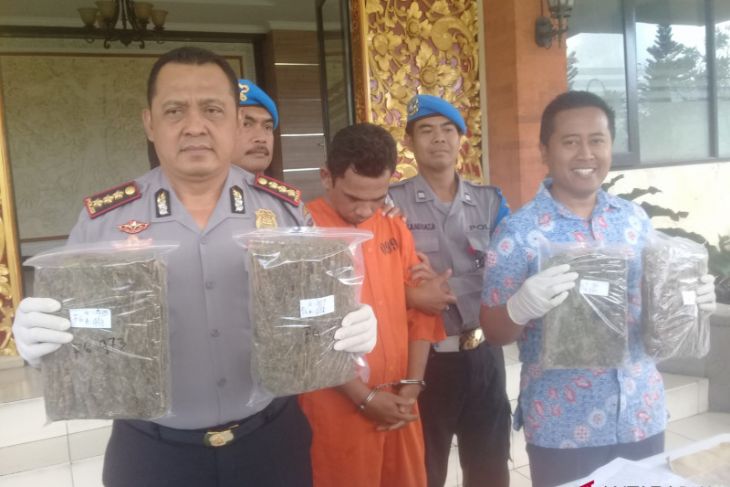 Polresta Denpasar ringkus pengedar ganja (video)