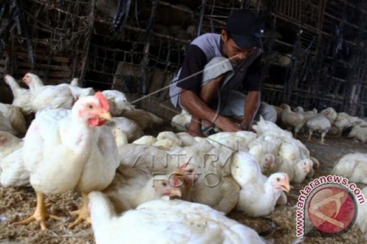 Distanak Banten Imbau Peternak Waspadai Flu Burung 