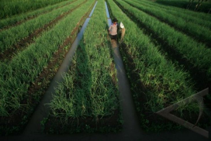 Tangerang Akui Lahan Pertanian Produktif Pantura Berkurang