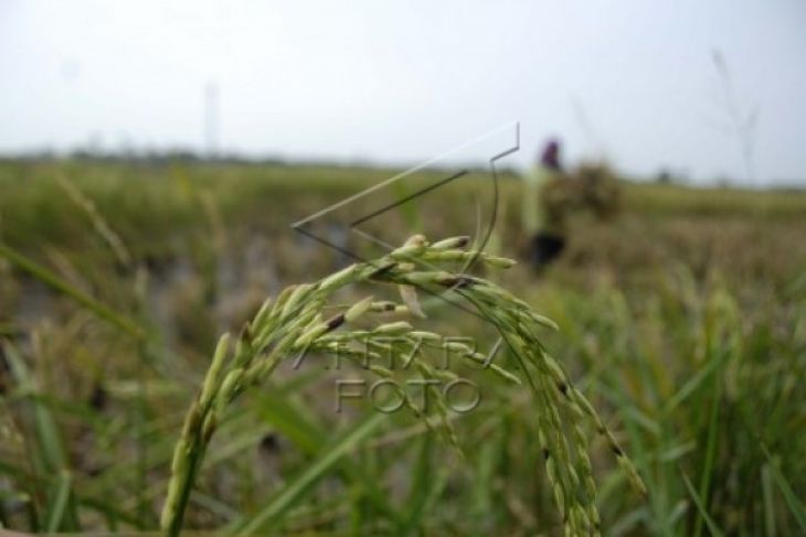 Produksi Panen Padi Di Lebak 16.242 Hektare