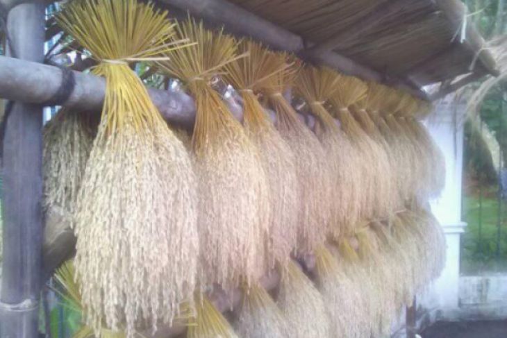 Distapang Lebak Serap Gabah Petani 300 Ton