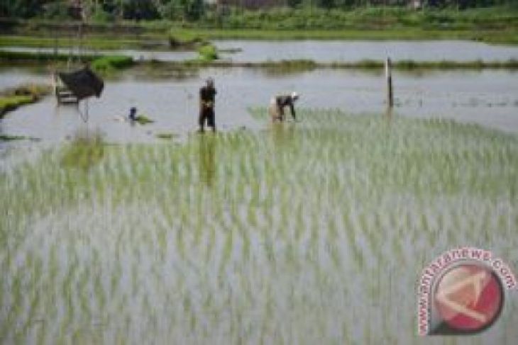 Distanbun Lebak Siap Bantu Pompa Hadapi Kekeringan