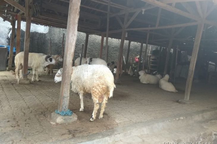 Disnak Lebak Optimalkan Pemeriksaan Kesehatan Hewan Kurban