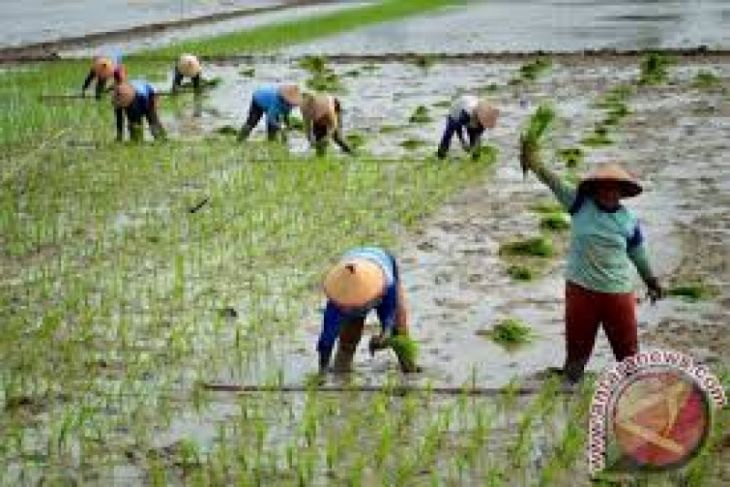Beranda - Petani Lebak Tanam Padi Melalui Bantuan Pompa