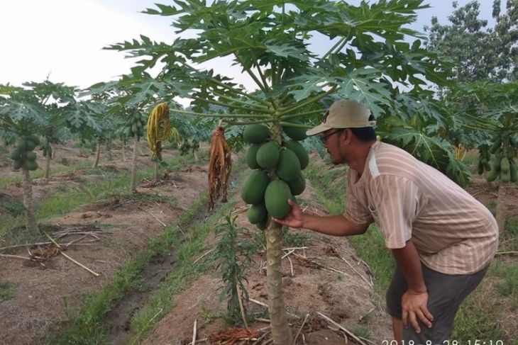 Pepaya California Asal Lebak Penuhi Pasar Lokal