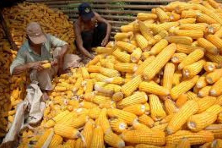 Petani Kabupaten Lebak Pasok Jagung Ke Pasar DKI Jakarta