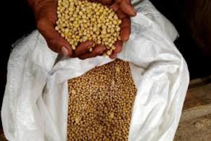 Pemkab Lebak Dorong Petani Tingkatkan Produksi Kedelai