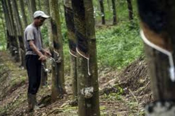 Petani Lebak Senang Harga Karet Kembali Naik