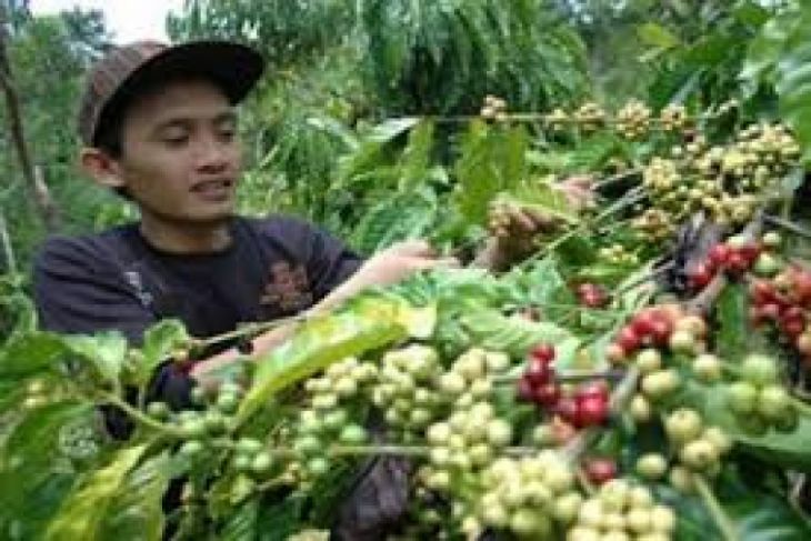 Distanbun Lebak Kembangkan Perkebunan Kopi Dukungan Pariwisata