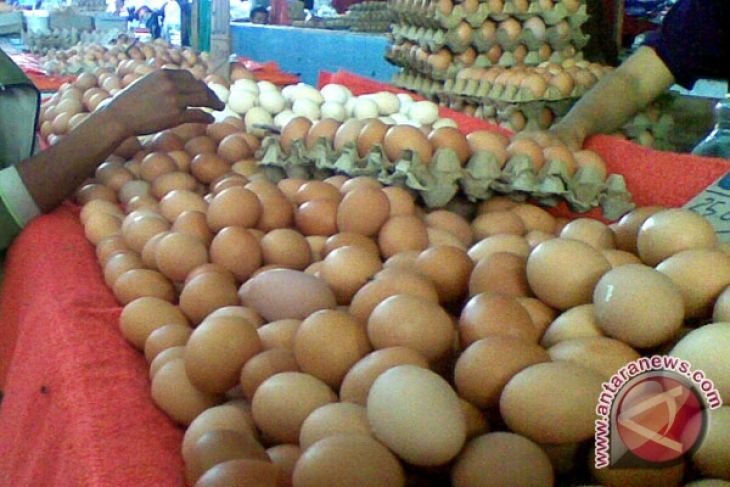 Harga telur di Rejang Lebong tinggi