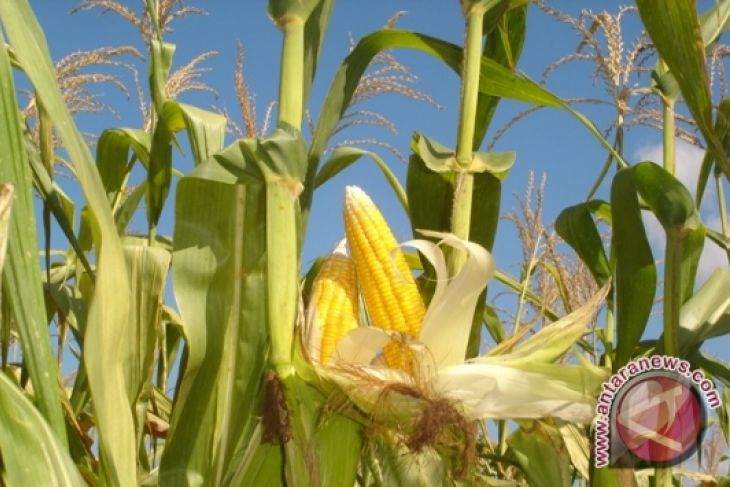 Kelompok tani Mukomuko akan dibantu benih jagung