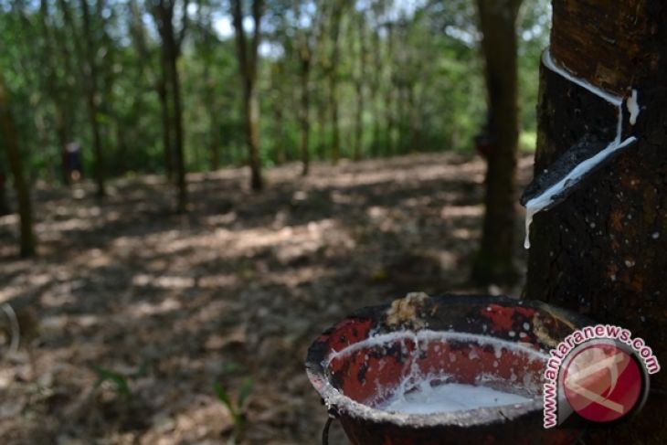 Dua investor berminat kembangkan usaha pengolahan karet di Bengkulu