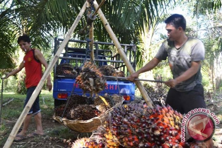 Harga sawit turun drastis jelang lebaran