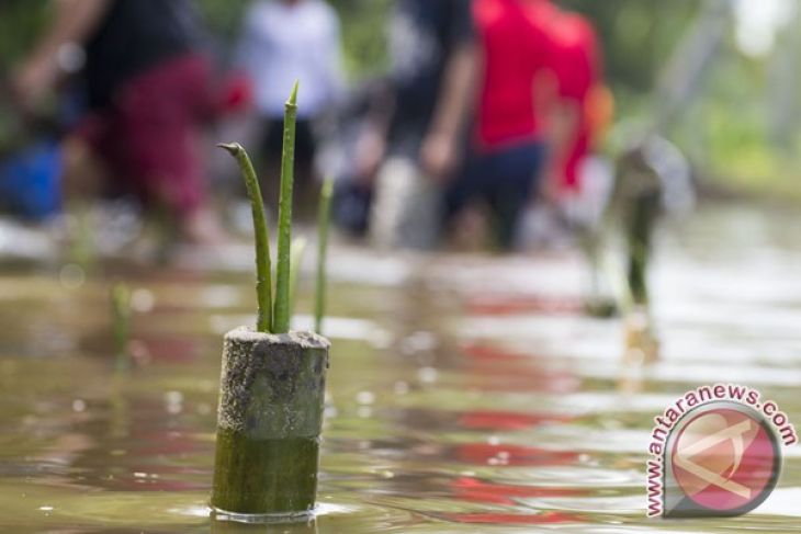Aktivis tumbuhkan mangrove di Pulau Tikus Bengkulu