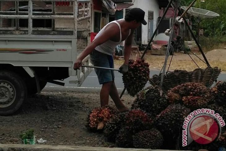 Hari ini, harga sawit di pabrik Mukomuko kembali turun