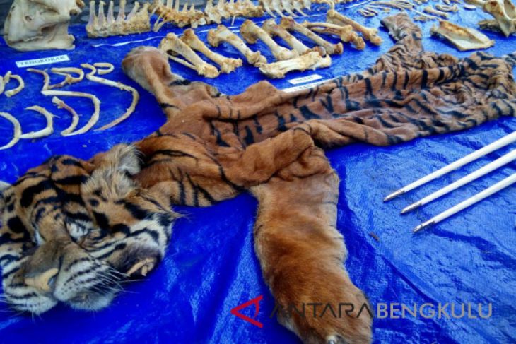 Polres Mukomuko hadirkan BKSDA dalam kasus perdagangan kulit harimau
