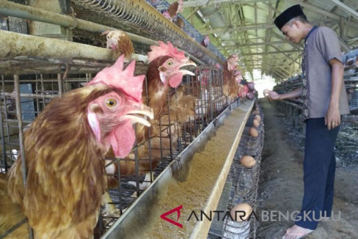 Contoh Surat Aduan Bau Busuk Penternakan Ayam