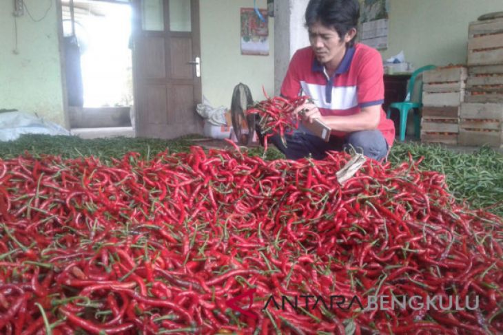 Harga cabai merah di Mukomuko turun