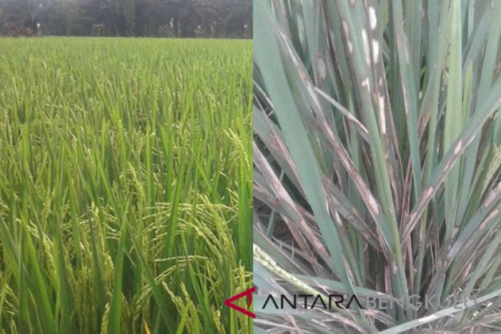 Distan cek tanaman padi diserang hama wereng