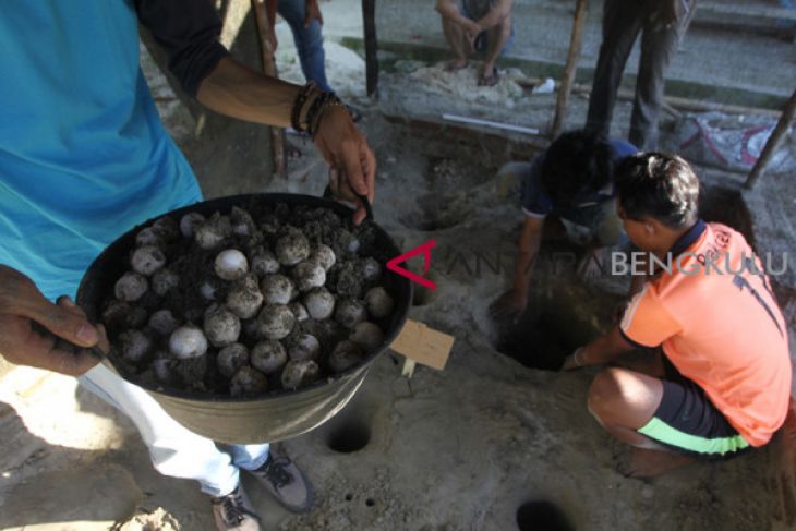 Komunitas tangkarkan 2.055 butir telur penyu