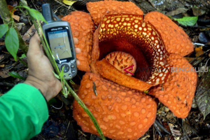 Rafflesia Kemumu mekar lagi di Bengkulu Utara