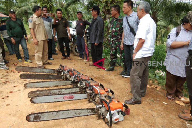 DLHK Bengkulu bersihkan sawit dalam hutan
