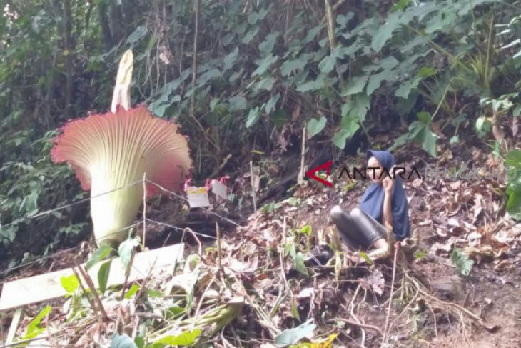 Bunga Bangkai mekar di Bengkulu Selatan
