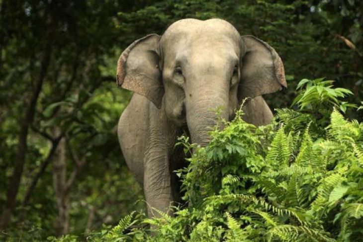 Bengkulu siapkan rencana aksi koridor Gajah Sumatera