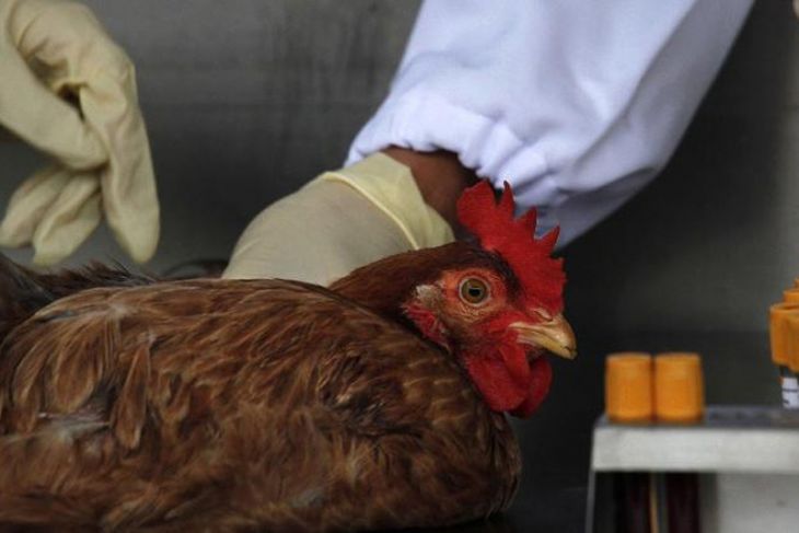 Waspada flu burung di Malaysia, Kementan larang pemasukan produk unggas