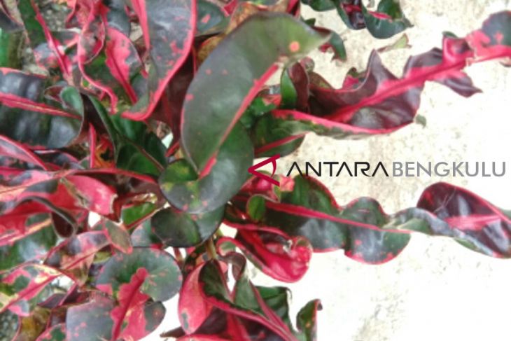 Pelajar Bengkulu Selatan ciptakan abate herbal