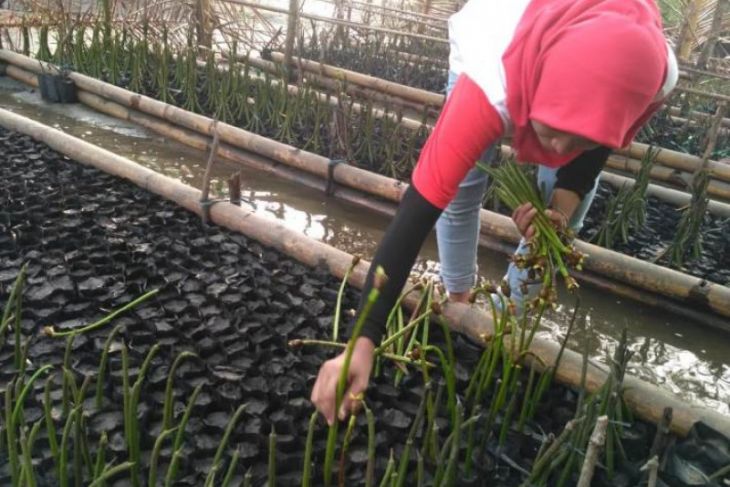 Warga Bengkulu tanam mangrove cegah abrasi
