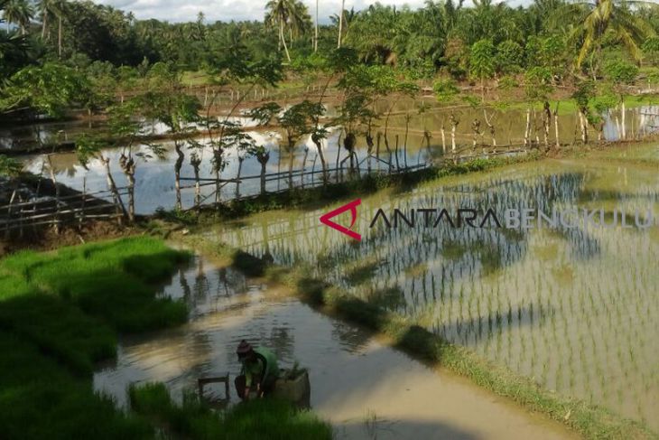 Bengkulu Selatan salurkan 50 ton benih padi