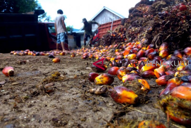 Bengkulu Selatan hentikan pemberian izin perkebunan sawit