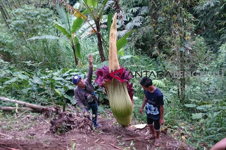Bengkulu usulkan pembangunan kebun raya ke LIPI