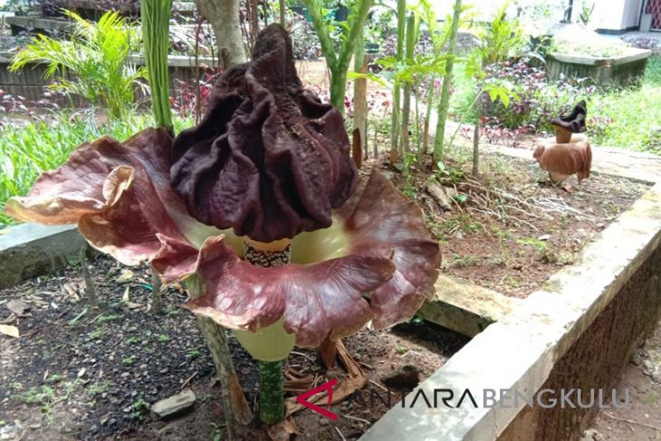 Peneliti Bengkulu budidayakan dua spesies bunga bangkai
