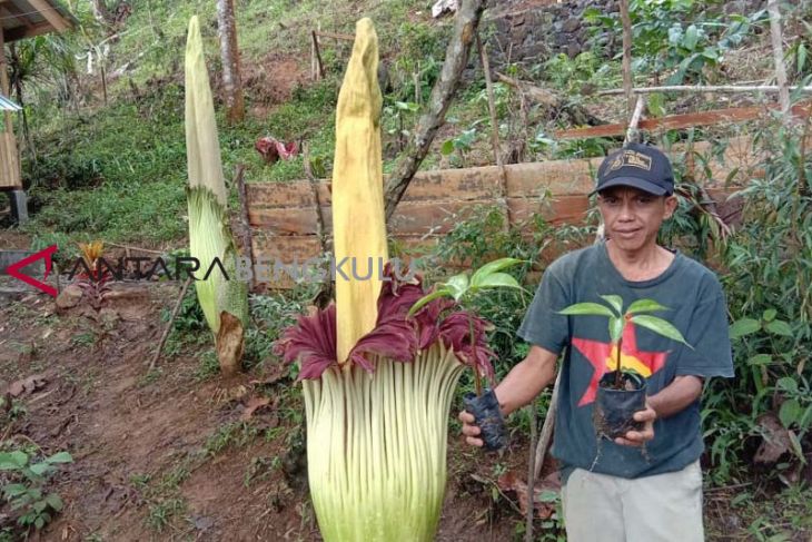 30 bunga bangkai akan mekar di Kepahiang