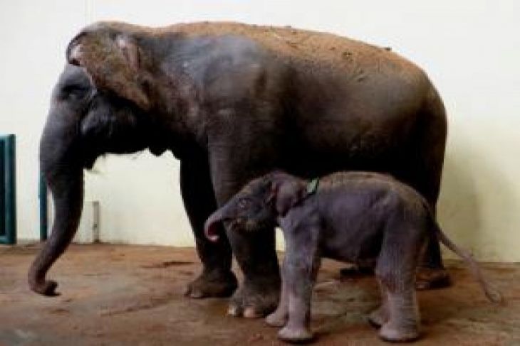 Gajah
