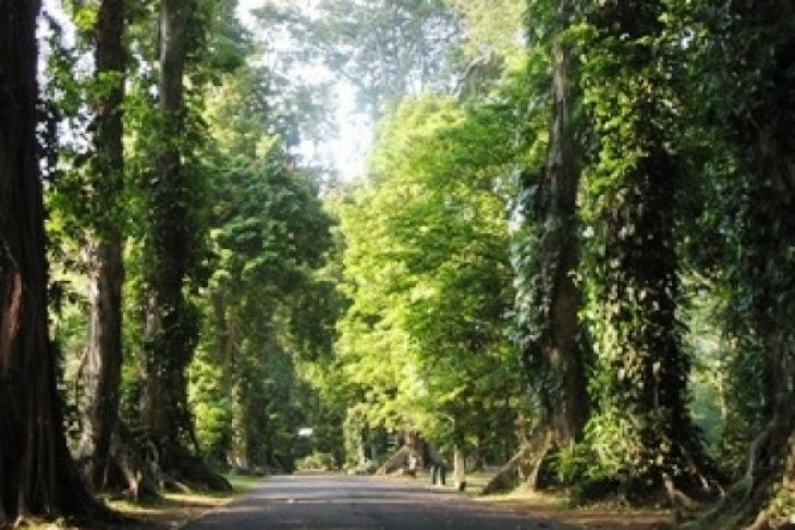Kebun raya hutan kerangas pertama segera berdiri