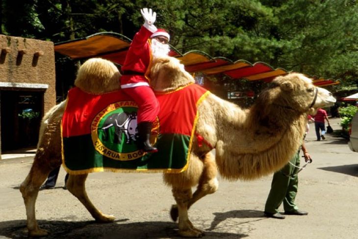 TSI persembahkan Santa naik unta dan gajah - ANTARA News 