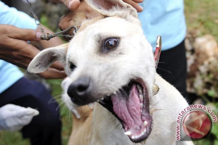 Anjing Liar Penyerang Warga Sukabumi Diburu