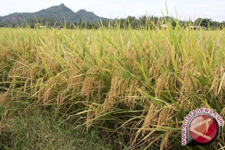 LPPM Unsoed kembangkan padi hemat air