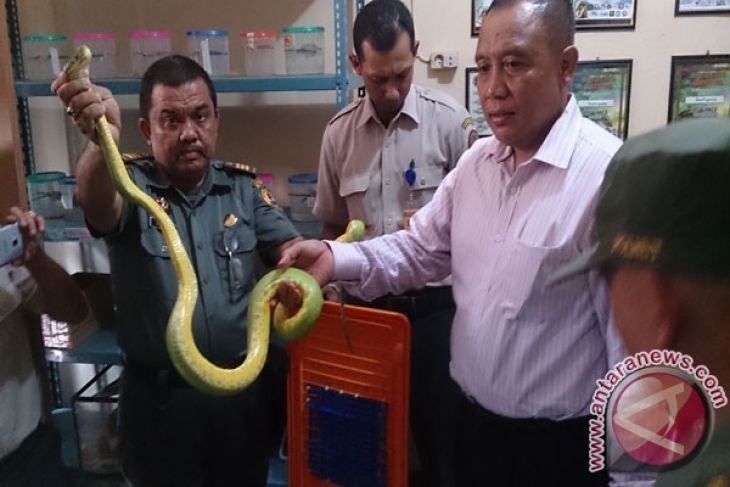 Bareskrim Tangkap Penjual Satwa Dilindungi Di Bogor