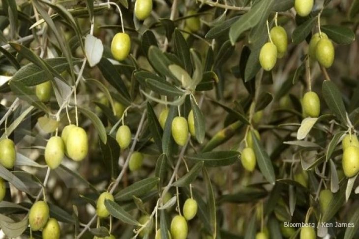 Pemukim Yahudi dan pasukan Israel mencabuti pohon zaitun di tepi barat?