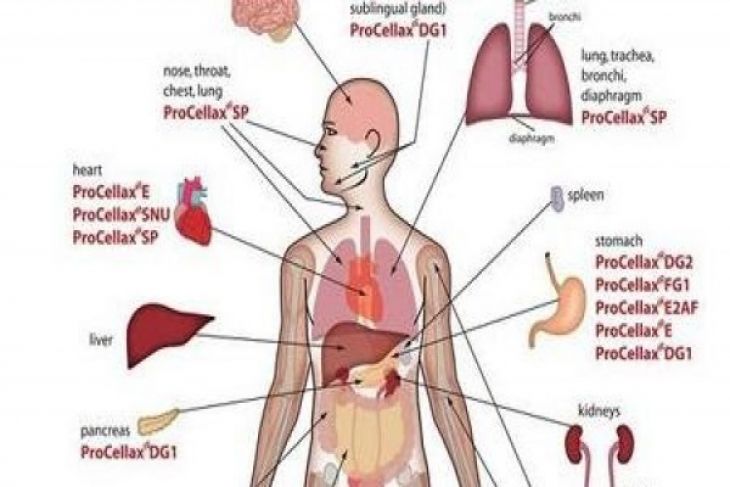 Jaringan Perdagangan Organ Tubuh Manusia Internasional 